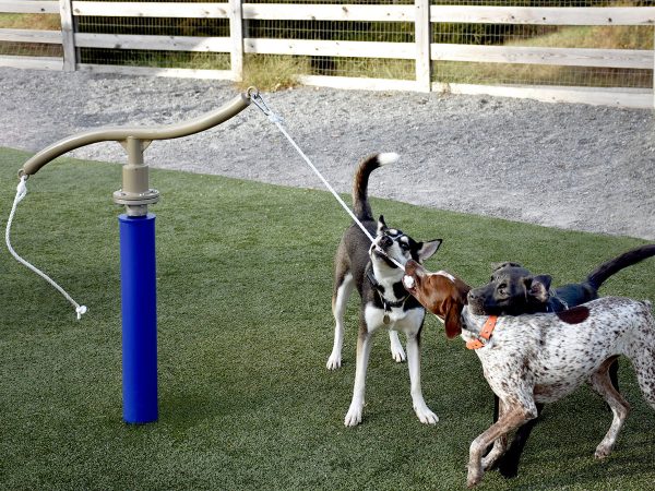 The Hound - Image 3
